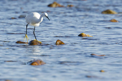 Birds in lake