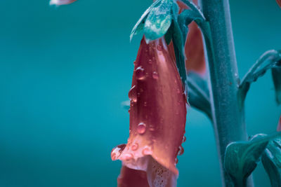 Close-up of a flower on a green background 