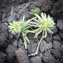 Close-up of plants growing on rock