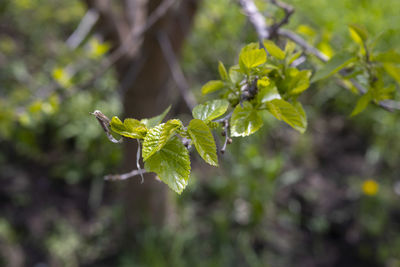 plant