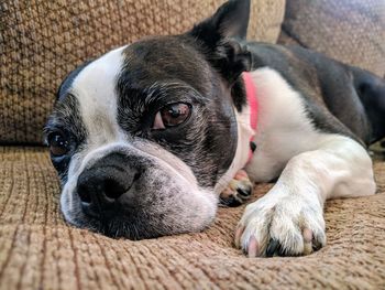 Close-up portrait of dog relaxing on sofa