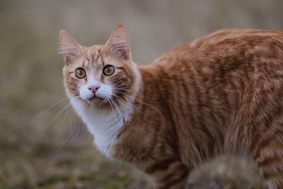 Portrait of tabby cat