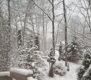 Snow covered trees in forest during winter