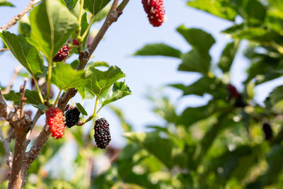 Close-up of berries growing on tree