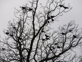 Low angle view of bare tree against sky