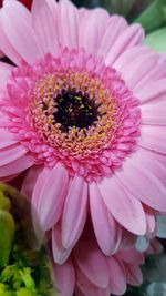 Close-up of fresh pink flower blooming outdoors