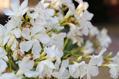 Close-up of white flowers