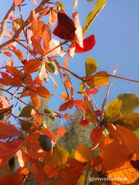 Low angle view of autumnal tree against sky