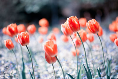 Close-up of orange tulips on a field