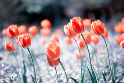 Close-up of orange tulips on a field