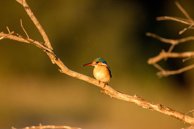 Close-up of bird perching on twig