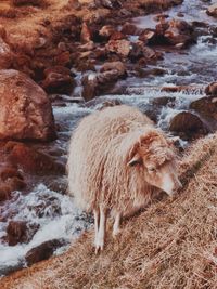 Sheep in snow