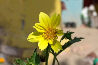 Close-up of yellow flowering plant