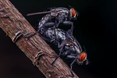 Taken at yishun park using macro lens and diffuser 