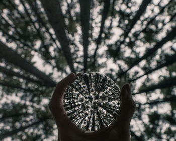 Cropped hand holding crystal ball with reflection of trees in it