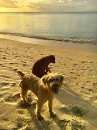 Dog standing on beach