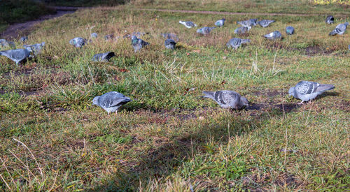 View of birds on field