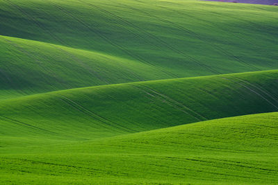 Full frame shot of agricultural field