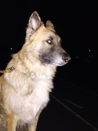 Dog looking up at night