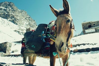 Low angel view of donkey standing on snow covered field