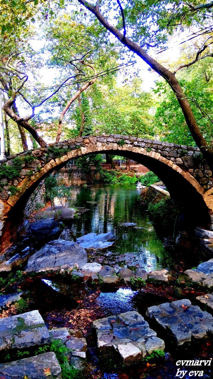 TREE BY RIVER IN FOREST