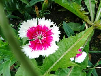 Close-up of pink flower