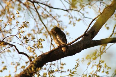 Low angle view of eagle perching on branch