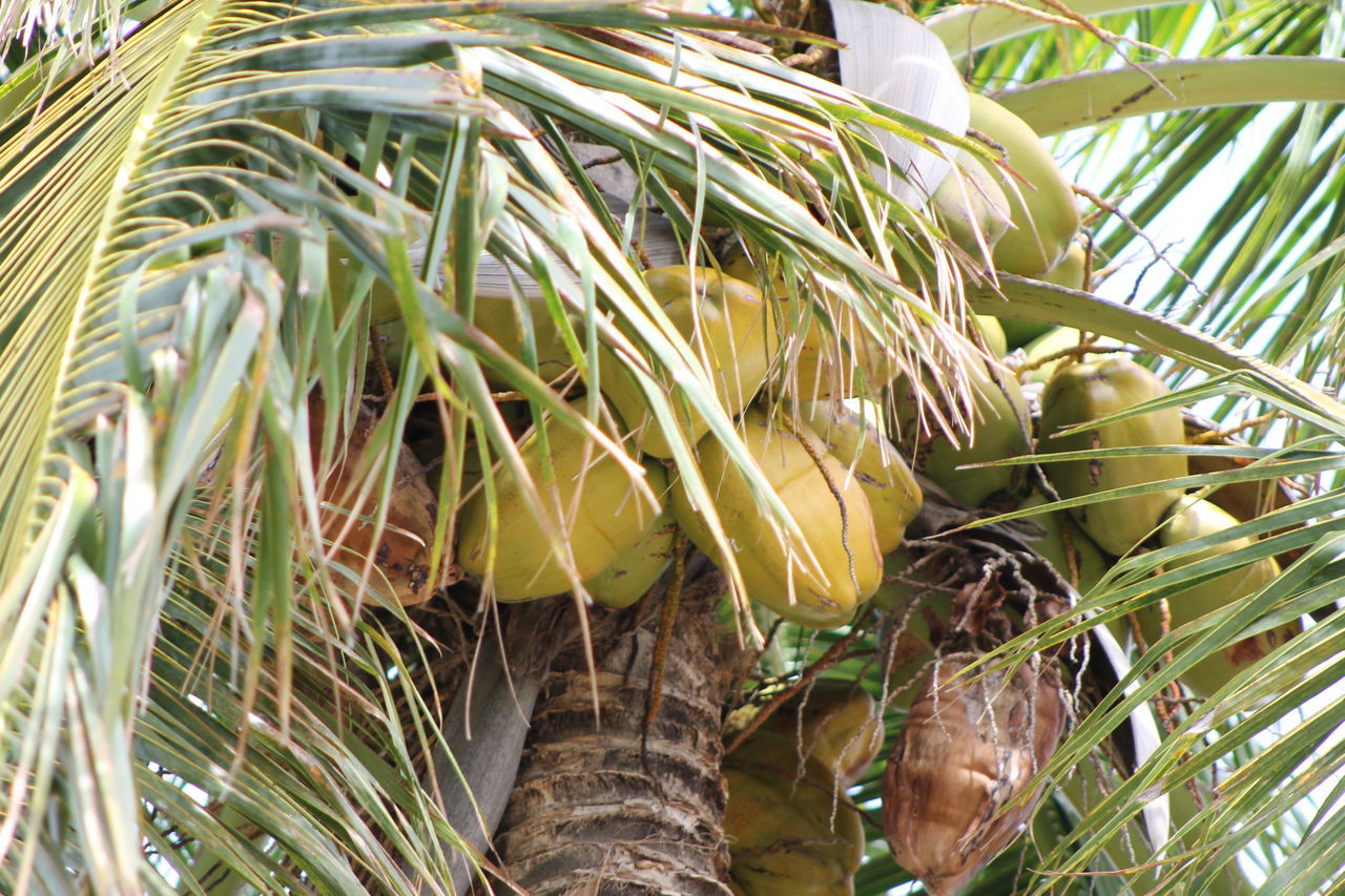 Coconut tree trunk