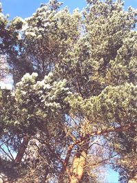 Low angle view of trees against sky