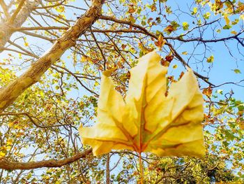 Low angle view of yellow maple leaves against sky