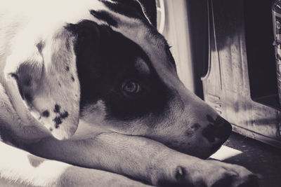 Close-up of dog resting at home