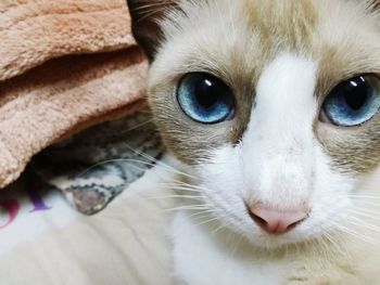 Close-up portrait of cat