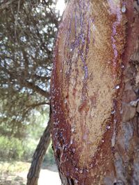 Close-up of lichen on tree trunk in forest