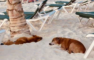 Stray dogs sleeping on palm beach, aruba