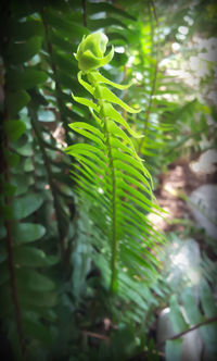 Close-up of green leaves