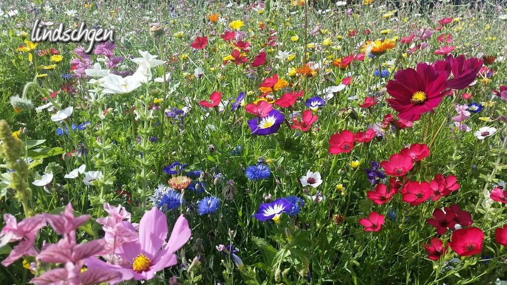 flower, freshness, growth, fragility, multi colored, petal, blue, plant, beauty in nature, nature, variation, colorful, full frame, field, springtime, day, flower head, outdoors, bloom, in bloom, growing, no people, green