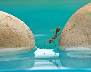 Close-up of insect on swimming pool