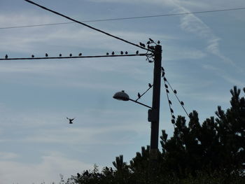 Low angle view of birds against clear sky