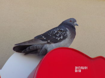 Close-up of bird perching on wood