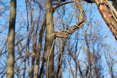Low angle view of hanging branch on bare tree