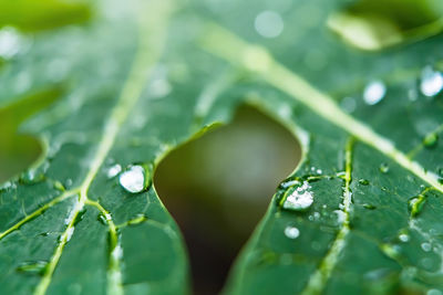 Close-up of raindrops on leaves