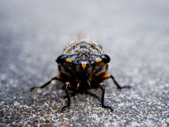 Close-up of fly