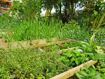 Close-up of fresh green plants in farm