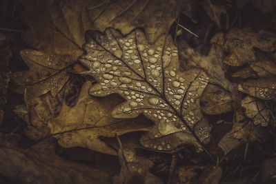 Close-up of dry maple leaf