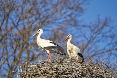 Birds perching on nest