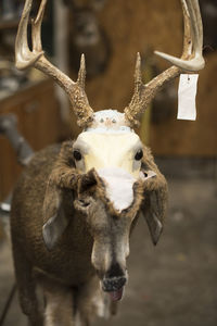 Fur hangs off the bust of a deer at a taxidermy shop.