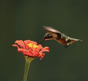 Close-up of hummingbird pollinating on flower
