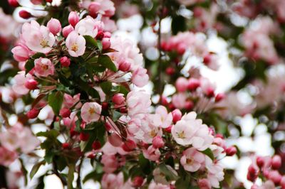 Close-up of flowers blooming on tree