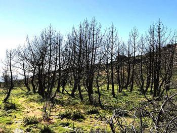 Bare trees on field against sky