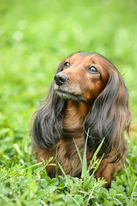 Dog looking away on field